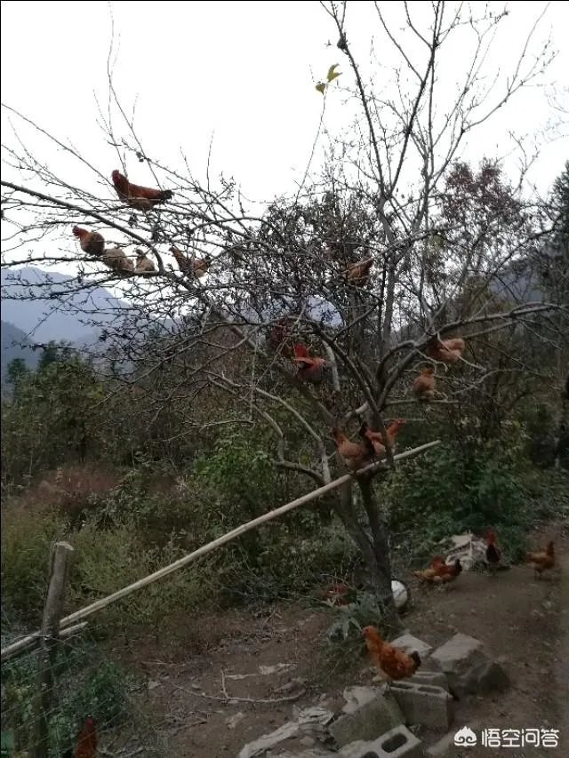 养鸡500只需要多少成本?
