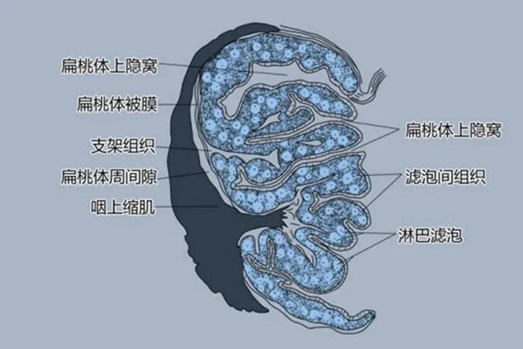 甲状腺扁桃体结构图