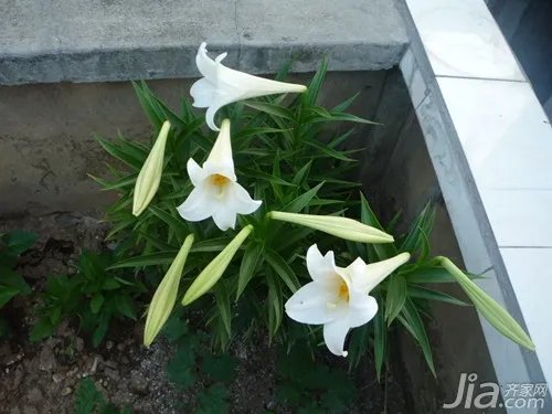 百合花代表什么 百合花的寓意
