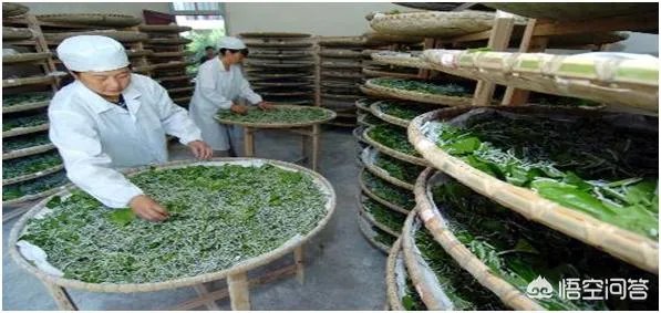 是自己养蚕好,还是成立合作社养蚕好?