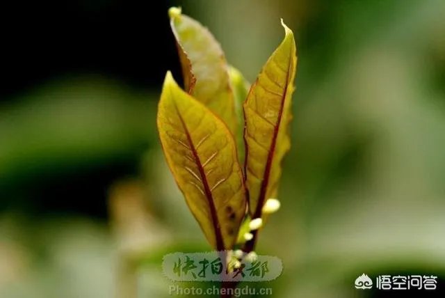 上联：春意盎然，夏至未至，如何对下联？