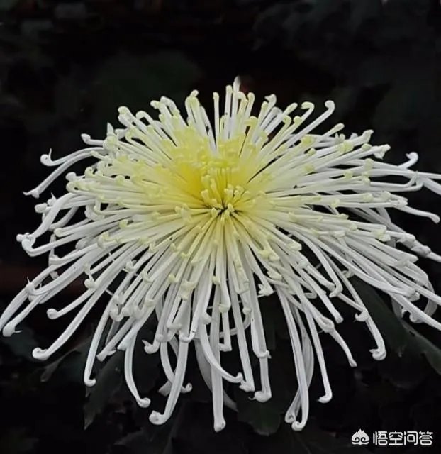 有什么黑暗系的头像?
