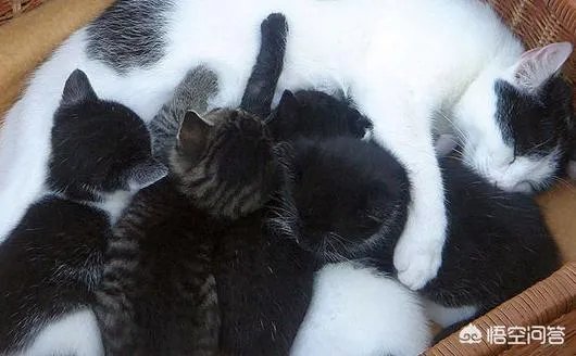 母猫把刚生的两只小猫吃了,是怎么回事?