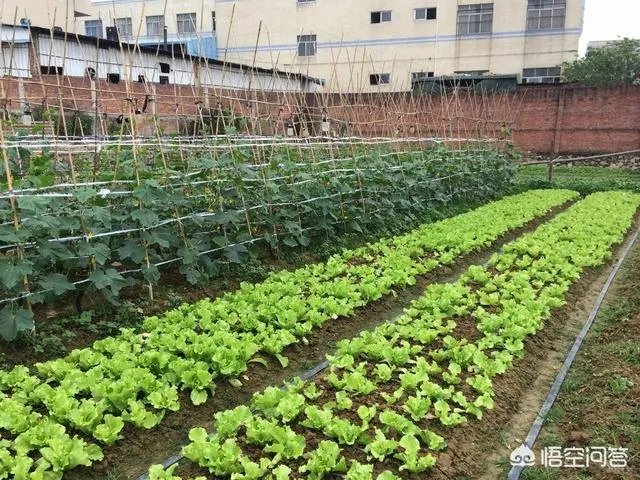 现在你用的什么套餐?当前中国移动10G以上的流量套餐有没有什么推荐?