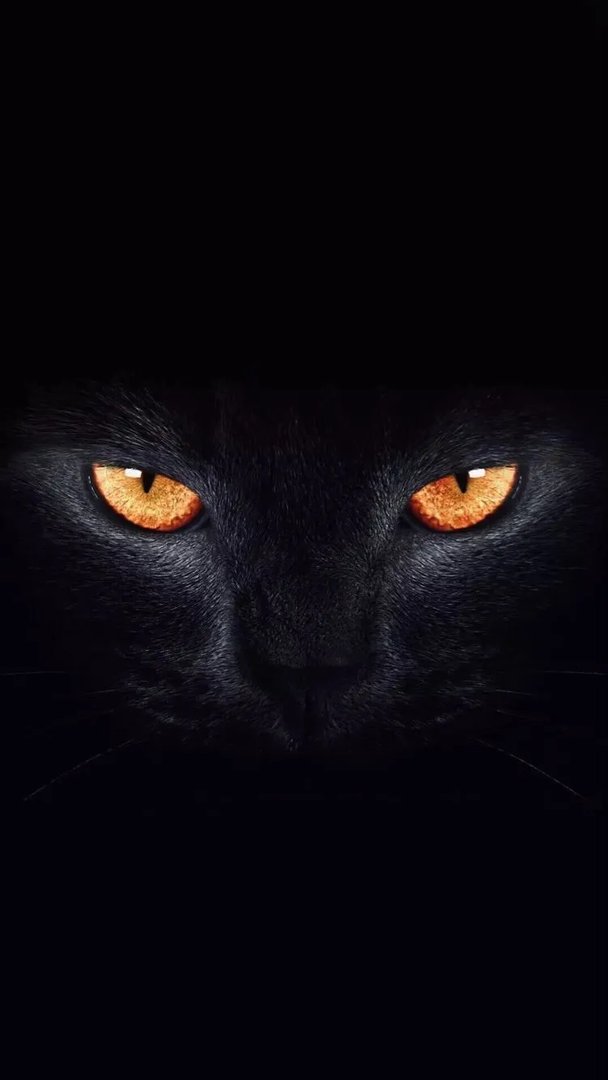 《抖音短视频》黑猫睁眼高清壁纸图片分享