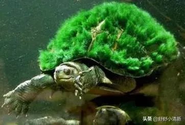 国安主场3:2战胜鲁能上演绝地大逆转，可惜另一边恒大赢球，最终国安憾失冠军，你怎么看？