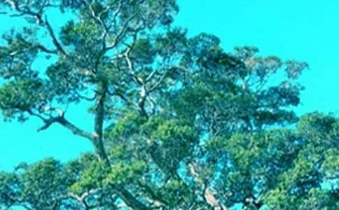 小草和大树读后感