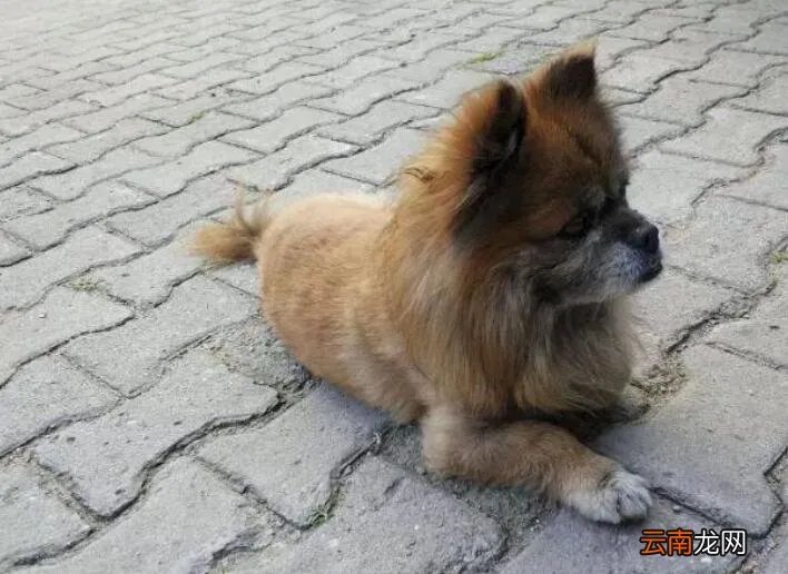 狗咬我十天后死了的原因是什么