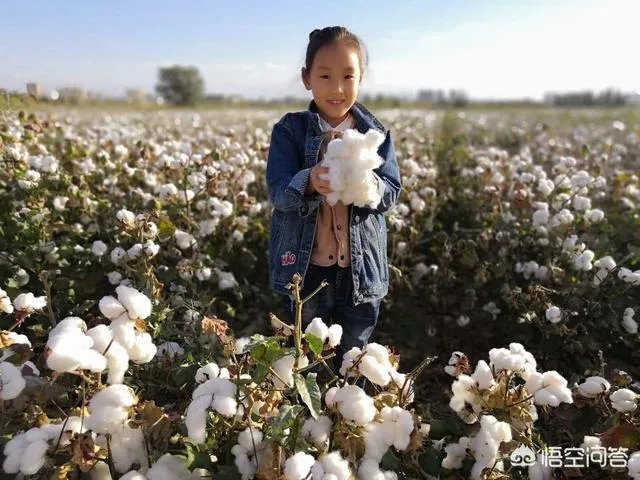 初中生毕业能干什么?