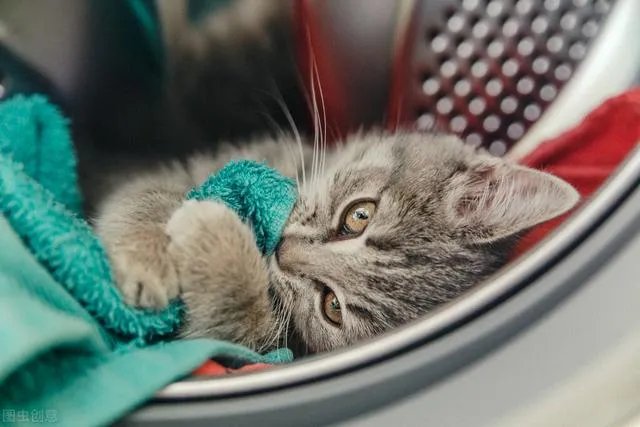 母猫把刚生的两只小猫吃了,是怎么回事?