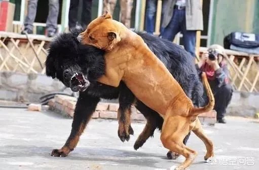 农村的大黄狗打的过藏獒吗?