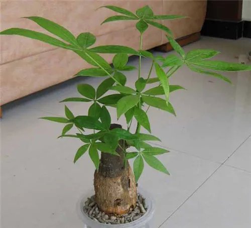 室内好养的植物有哪些 好养活的大型室内植物推荐