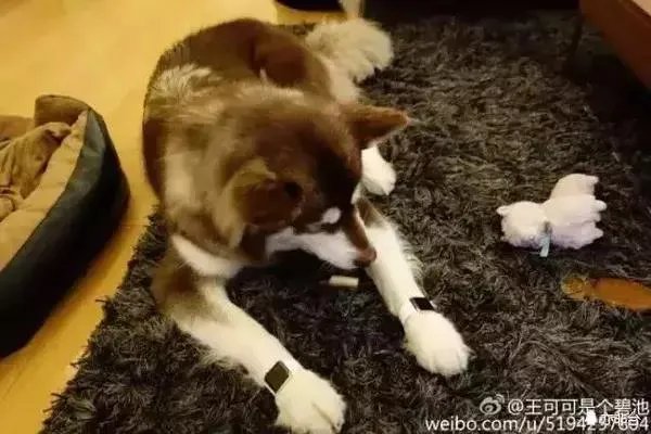 王思聪频繁约会网红，他的初恋是谁？