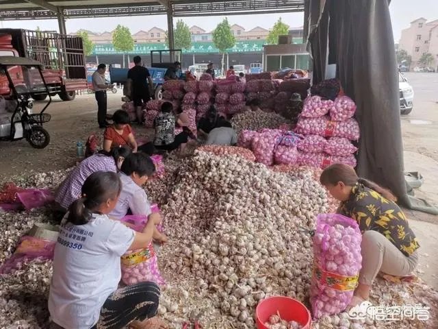 大蒜降价了