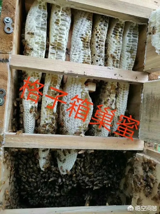 在果园养殖蜜蜂有什么好处?