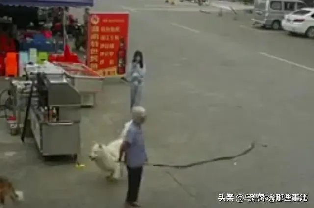为什么佛山88岁老人被狗绊倒家属不追责?如何去理解这种做法?