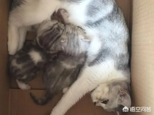 母猫把刚生的两只小猫吃了,是怎么回事?