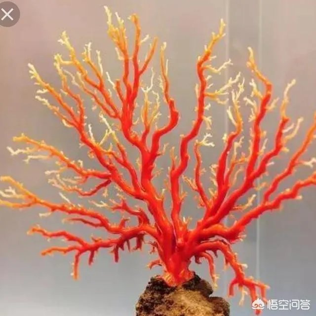 去台湾旅游时，最好不要买什么？