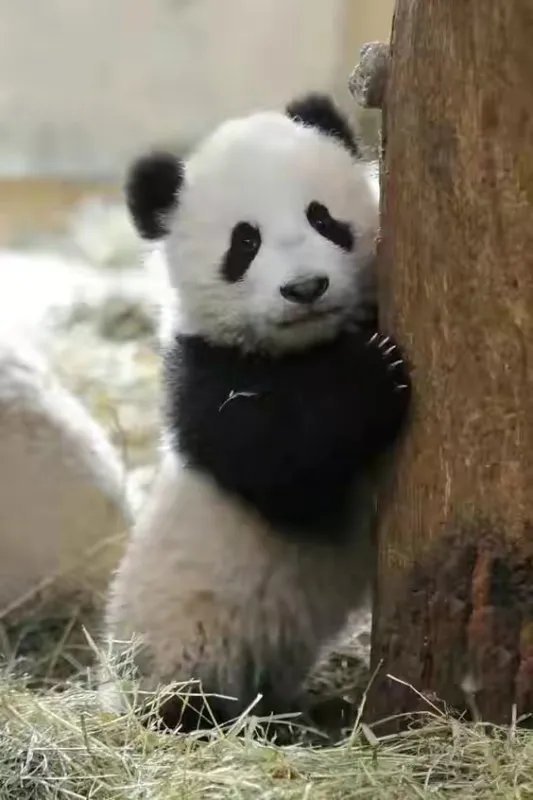 没有腰的大熊猫会长什么样子?