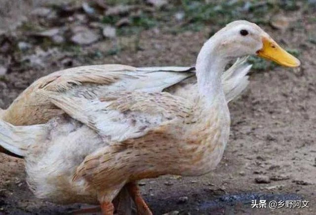 花生秧粉怎么喂鸭好?