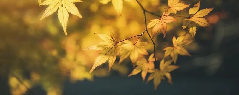 秋天的第一杯奶茶是什么意思