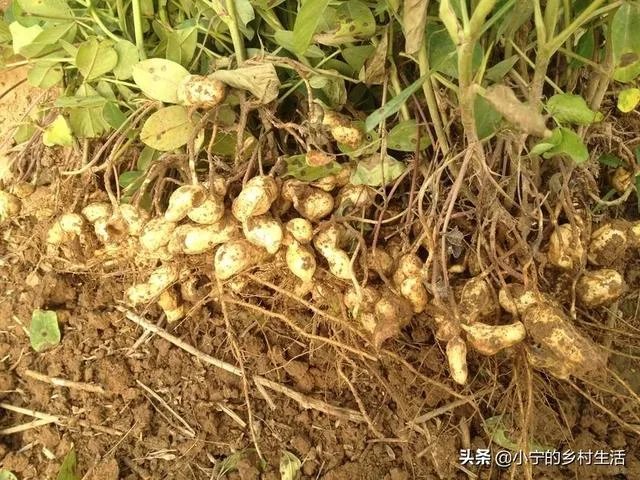 最大的花生品种