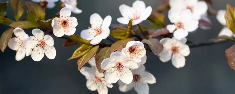 合肥哪里可以看樱花 合肥哪些地方有樱花