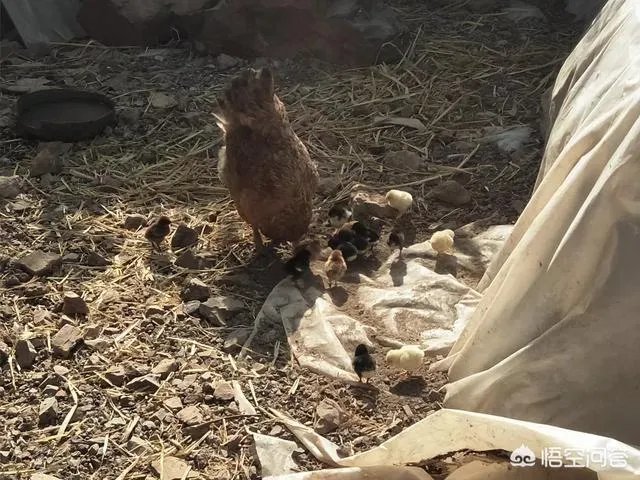 一个初入养殖行业新手,怎样更好的进行柴鸡养殖?需要注意什么?