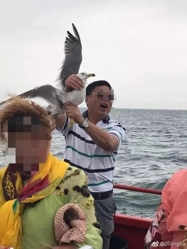 大连海上一帮人抓还海鸥拍照，海鸥翅膀都快被折断了，你怎么看待这件事？