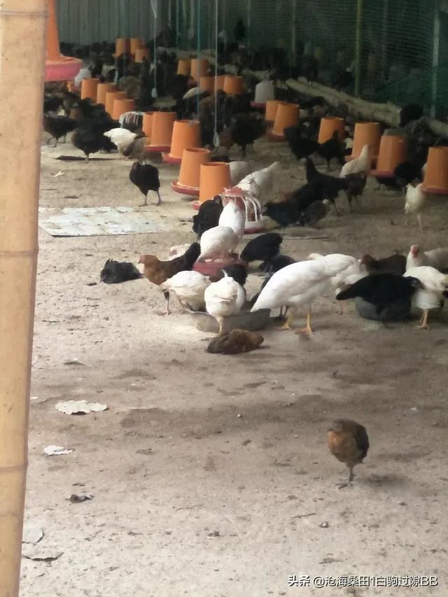一个初入养殖行业新手,怎样更好的进行柴鸡养殖?需要注意什么?