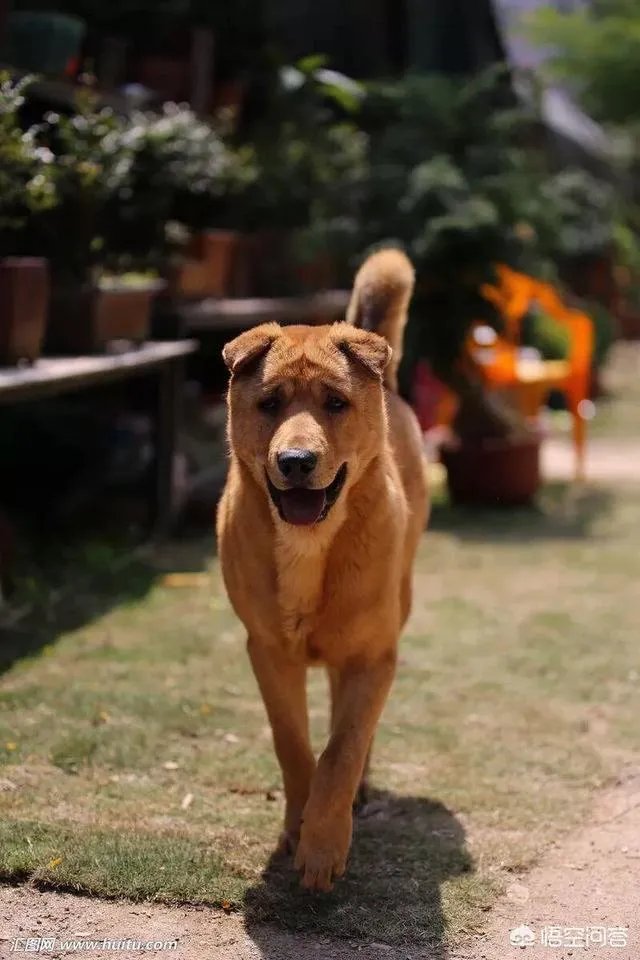 农村的大黄狗打的过藏獒吗？