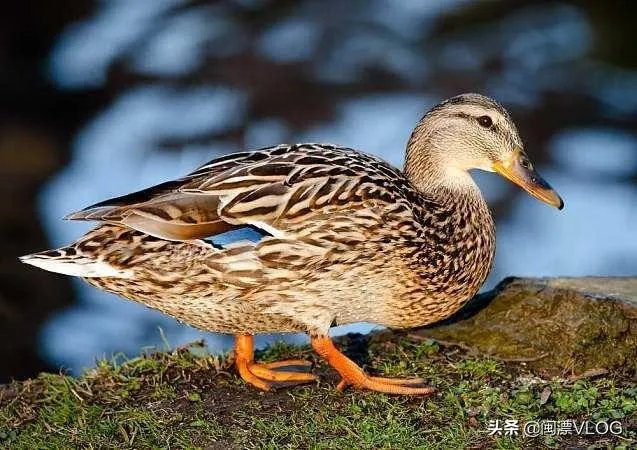 花生秧粉怎么喂鸭好?