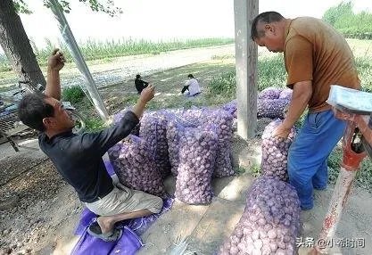 大蒜降价了