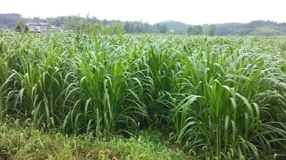 养羊种什么牧草好