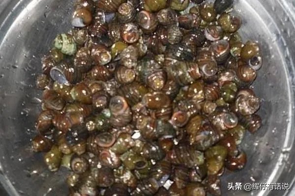 吃田螺变绿,田螺怎么洗干净?