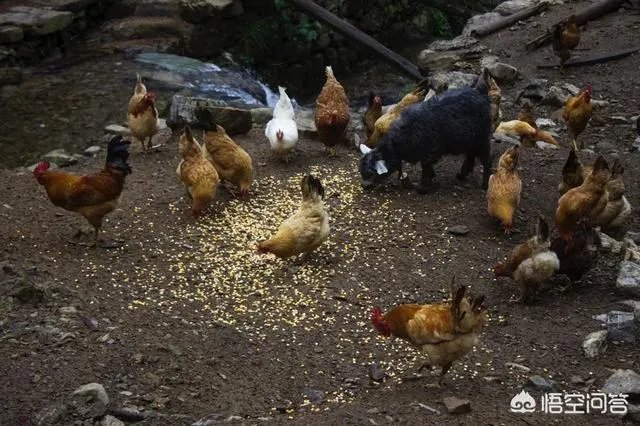 一个初入养殖行业新手,怎样更好的进行柴鸡养殖?需要注意什么?