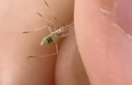 俄罗斯发现编号为38的蚊子?外媒已辟谣!这个蚊子为何会被传的神乎其神?