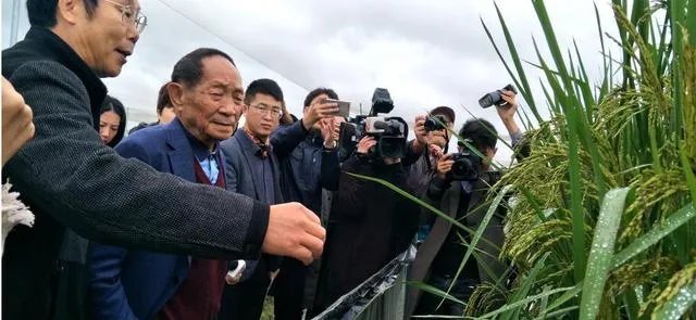 袁隆平有哪些贡献?