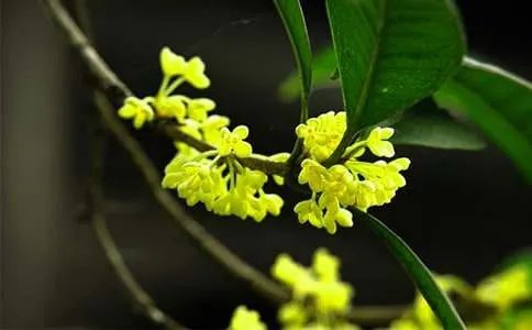 闻到桂花香的心情说说