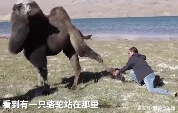 骆驼铁丝缠脚被解救长鸣感谢,是否说明了动物也通人性?