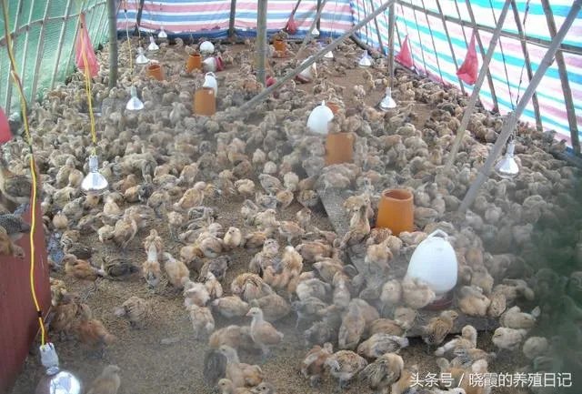 一个初入养殖行业新手,怎样更好的进行柴鸡养殖?需要注意什么?