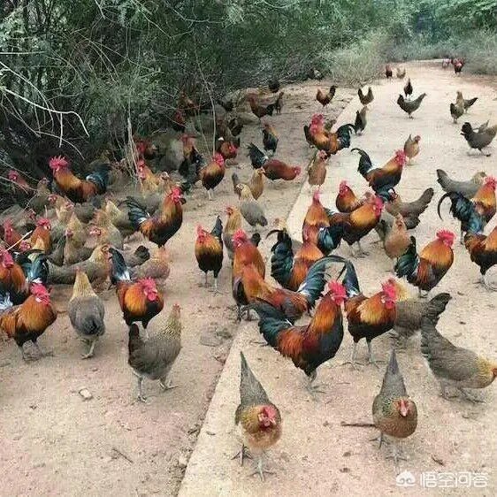养鸡500只需要多少成本?