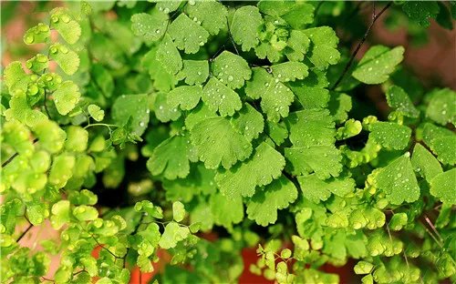 室内好养的植物有哪些 好养活的大型室内植物推荐