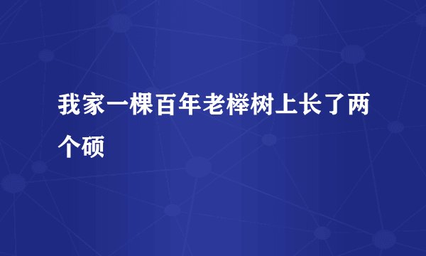 我家一棵百年老榉树上长了两个硕
