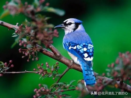 怎么养好一只鸟?