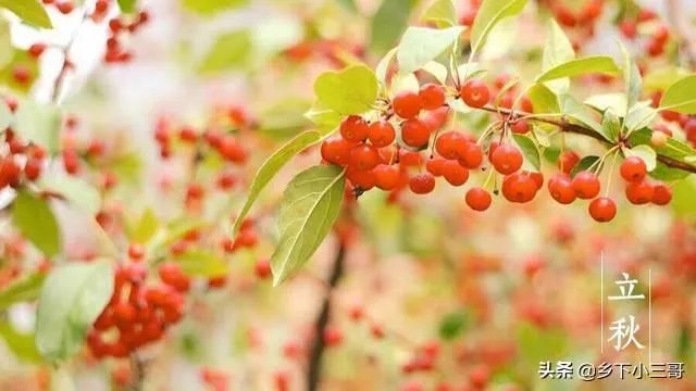 农村立秋当天忌讳