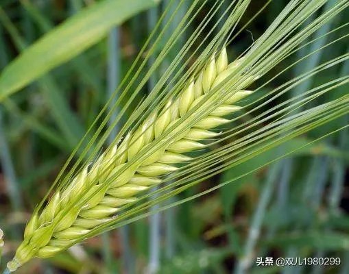 大麦和元麦有什么区别?