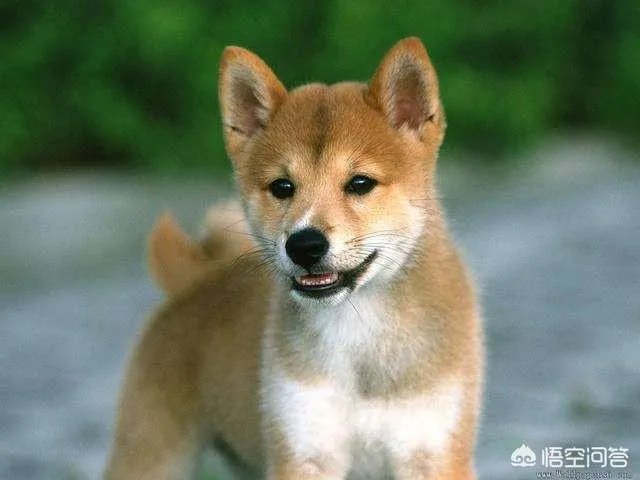 土狗能打的过比特犬吗?