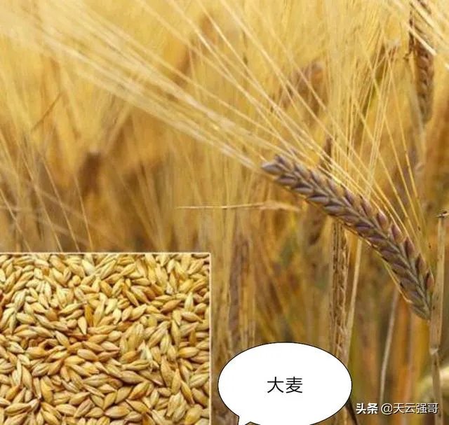 大麦和元麦有什么区别?