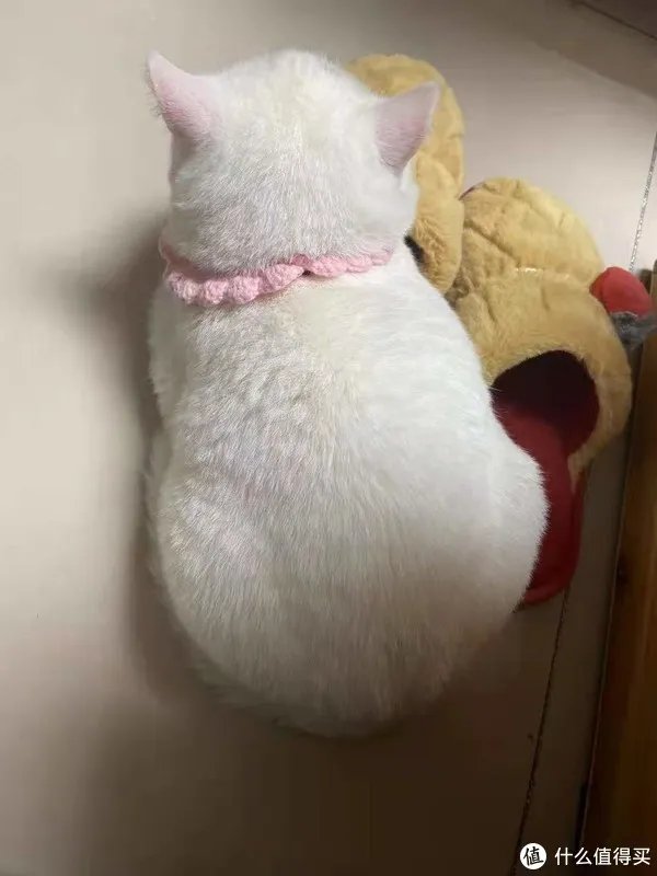 口碑好的幼猫粮是哪个牌子?很少有人知道这个品牌